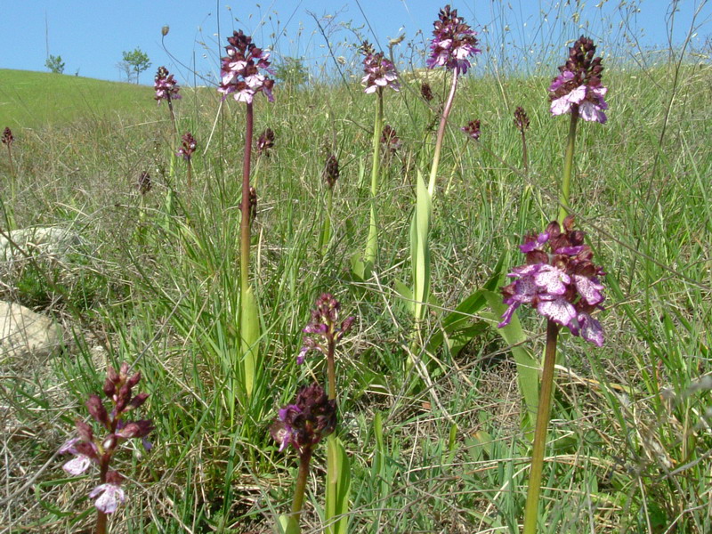 Purpurea a